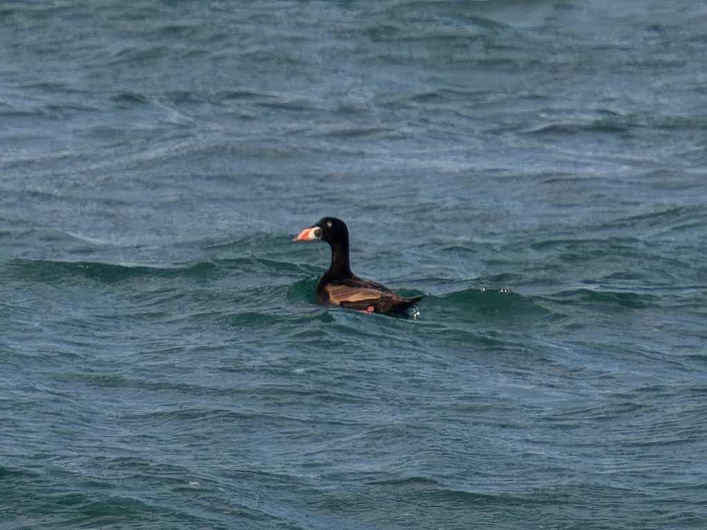 Photo of Surf Scoter